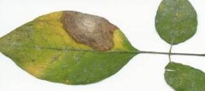 cultivo de moringa - manejo del cultivo de moringa