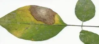 hoja de moringa con macha marron