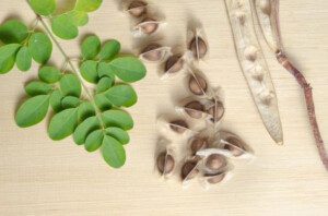 cultivo de moringa - propiedades de la moringa