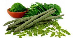 cultivo de moringa - propiedades de la moringa