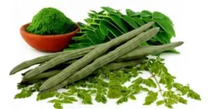 cultivo de moringa - propiedades de la moringa