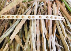 cultivo de moringa - cultivo de moringa para forraje
