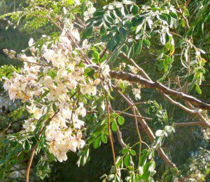 cultivo de moringa - cultivo de moringa para forraje