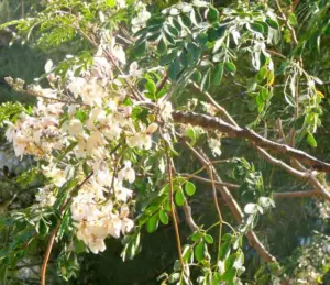 cultivo de moringa - cultivo de moringa para forraje