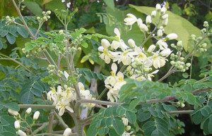 cultivo de moringa - cultivo de moringa para forraje