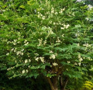 cultivo de moringa - cultivo de moringa para forraje