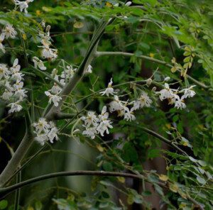 cultivo de moringa - cultivo de moringa para forraje