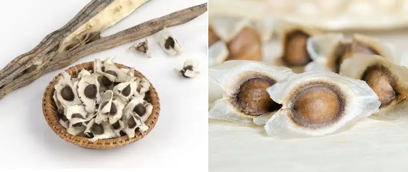 capsula abierta y semillas de moringa