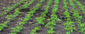 cultivo de moringa - manejo agronomico del cultivo de moringa