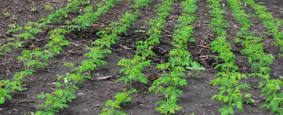 plántulas de moringa en el campo