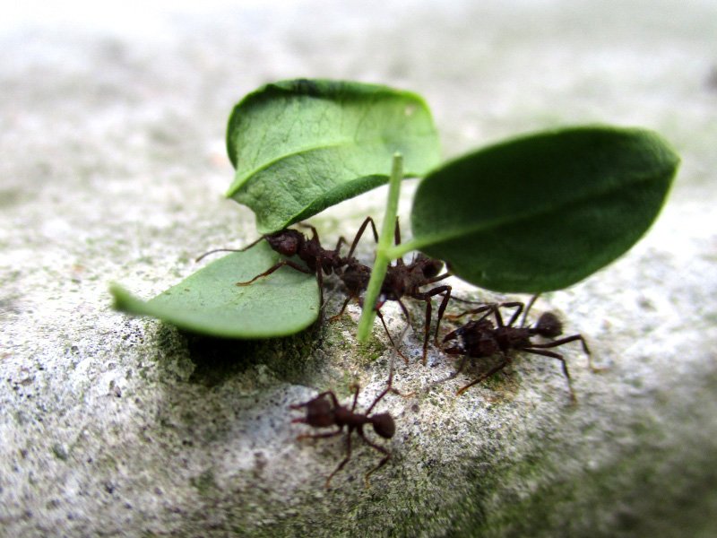 hormigas en moringa