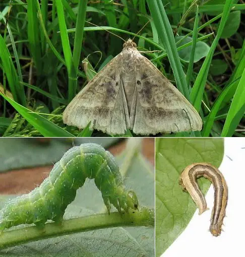 Gusano Medidor Mocis latipes