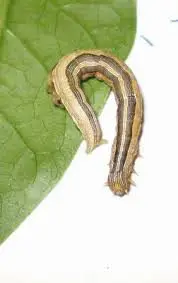 cultivo de moringa - gusano cogollero