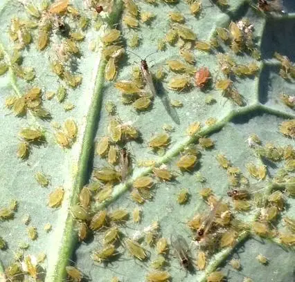 afidos sobre hoja