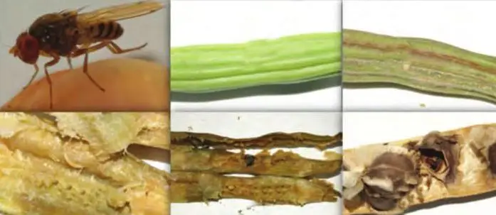 mosca de la fruta encima de capsula de moringa