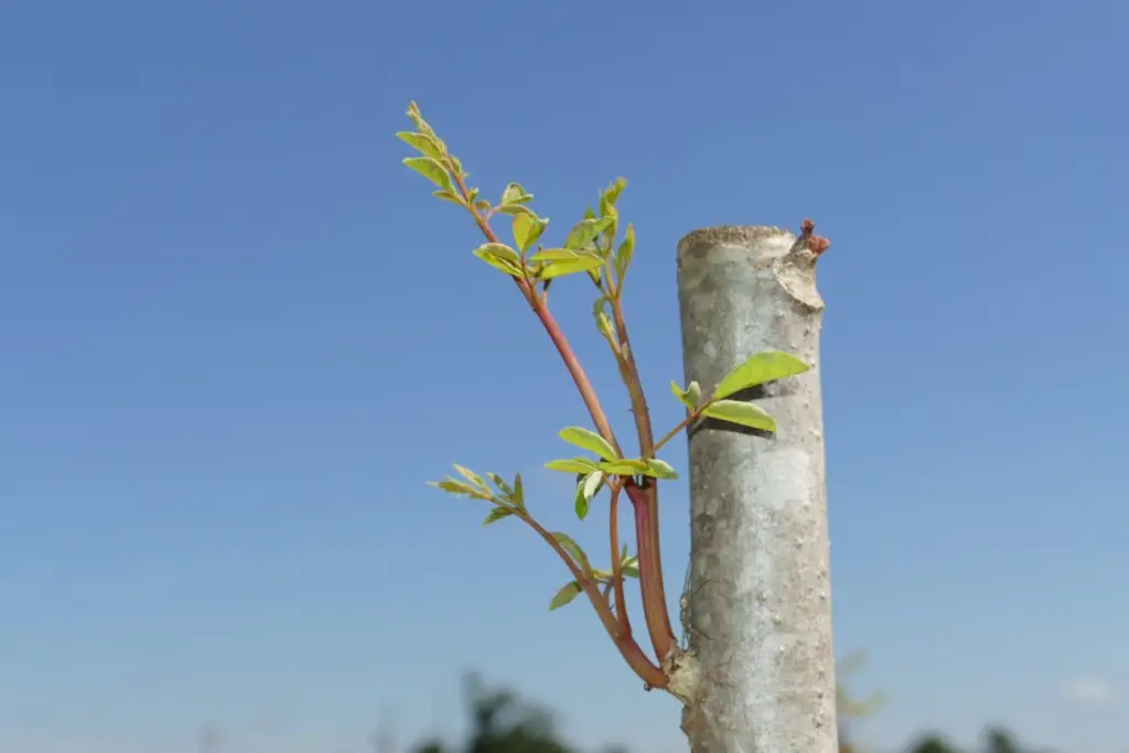 planta de moringa podada con rebrotes