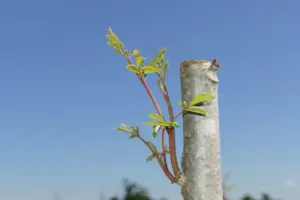 cultivo de moringa - manejo del cultivo de moringa