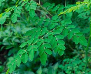 cultivo de moringa - cultivo de moringa para forraje