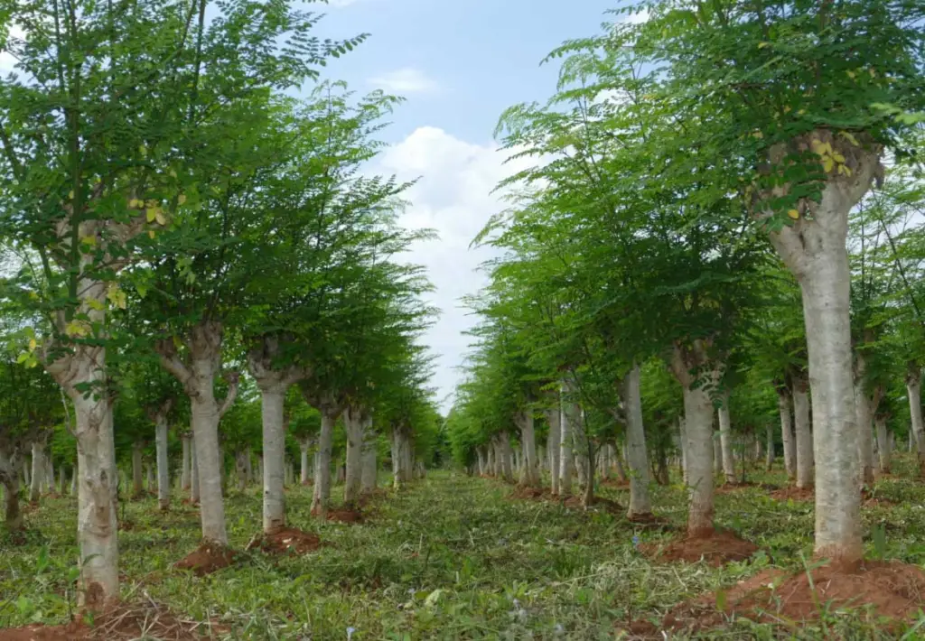 árboles de moringa con podas en el tallo