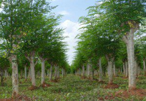 cultivo de moringa - manejo del cultivo de moringa