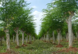 cultivo de moringa - manejo del cultivo de moringa