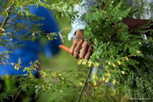 cultivo de moringa - manejo del cultivo de moringa