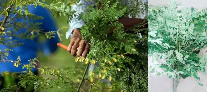 cosecha de moringa