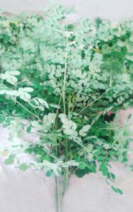 cultivo de moringa - manejo del cultivo de moringa