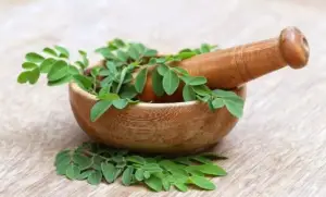 cultivo de moringa - propiedades de la moringa