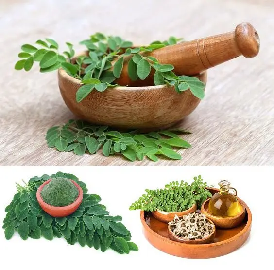 maserado de moringa