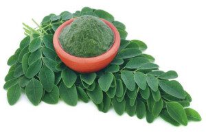 cultivo de moringa - propiedades de la moringa