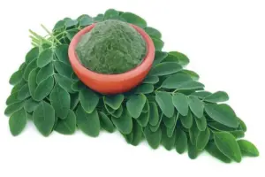cultivo de moringa - propiedades de la moringa
