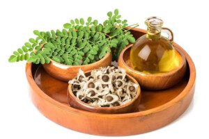 cultivo de moringa - propiedades de la moringa