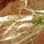 cultivo de moringa - manejo agronomico del cultivo de moringa