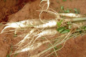 cultivo de moringa - manejo agronomico del cultivo de moringa