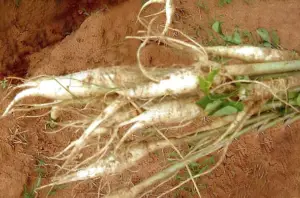 cultivo de moringa - manejo agronomico del cultivo de moringa