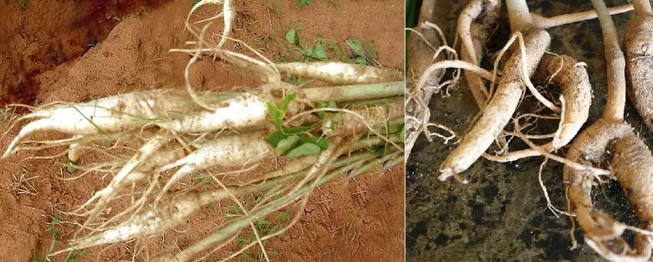 raíces de la moringa