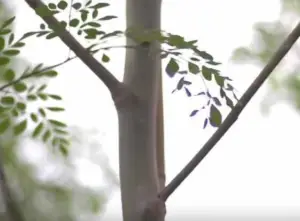 cultivo de moringa - manejo agronomico del cultivo de moringa
