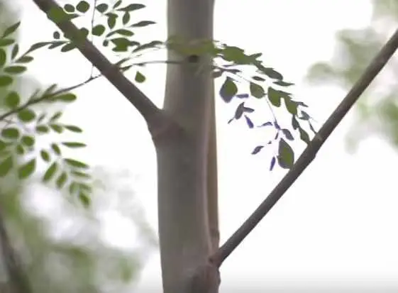 tallo de moringa
