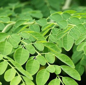 cultivo de moringa - manejo agronomico del cultivo de moringa