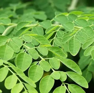 cultivo de moringa - manejo agronomico del cultivo de moringa