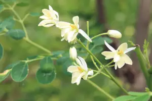 cultivo de moringa - manejo agronomico del cultivo de moringa