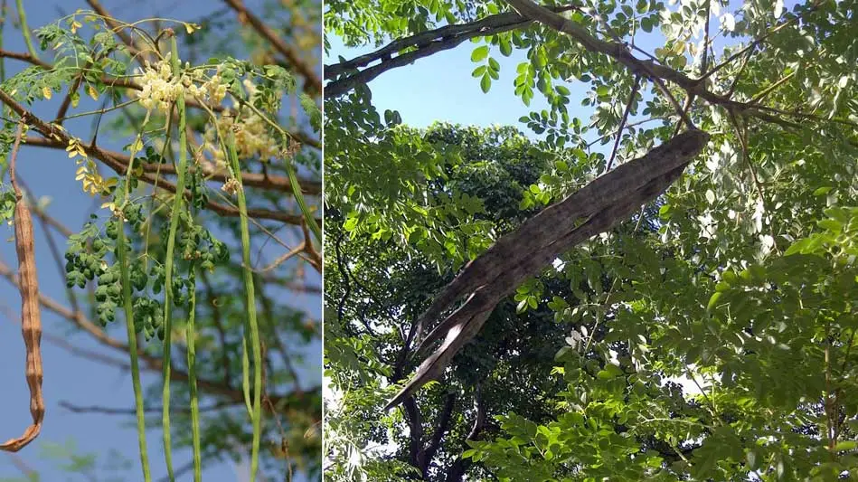 fruto de moringa