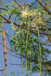 cultivo de moringa - manejo agronomico del cultivo de moringa