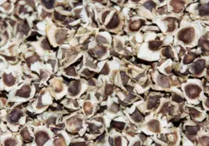 cultivo de moringa - manejo agronomico del cultivo de moringa