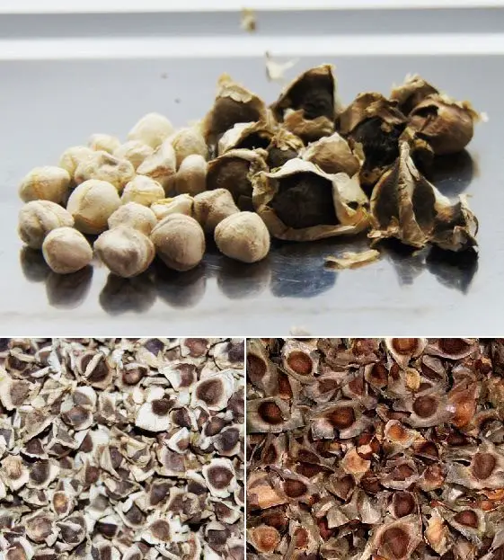 semillas de moringa