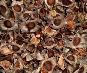 cultivo de moringa - manejo agronomico del cultivo de moringa