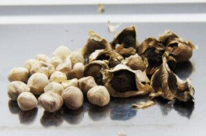 cultivo de moringa - manejo agronomico del cultivo de moringa