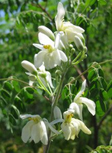 cultivo de moringa - manejo agronomico del cultivo de moringa
