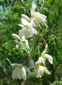 cultivo de moringa - manejo agronomico del cultivo de moringa